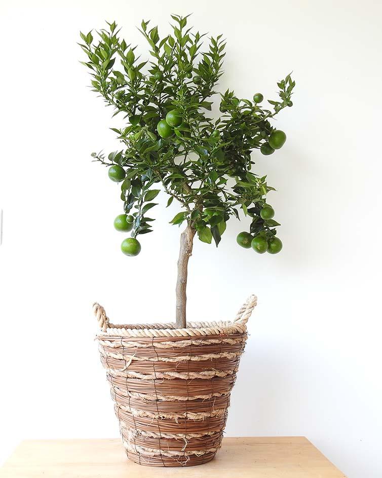 Large Chinotto - Garden Shop Online