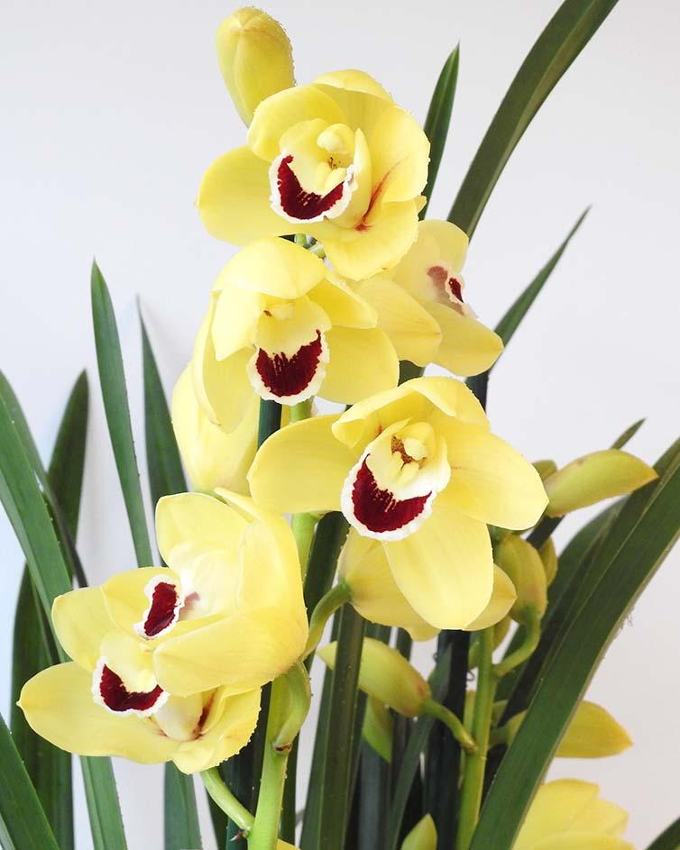 Cymbidium Orchid - Garden Shop Online