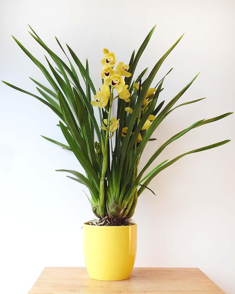 Cymbidium Orchid - Garden Shop Online