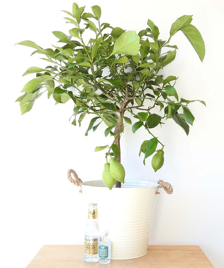 G&T Gift Set - Garden Shop Online