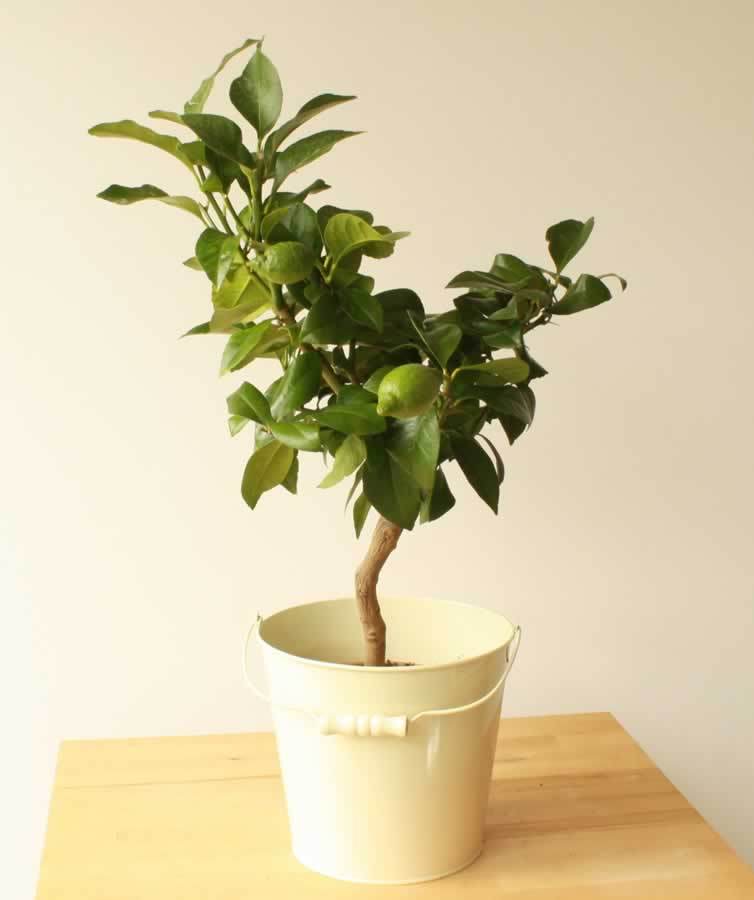 Lemon4Seasons - Garden Shop Online