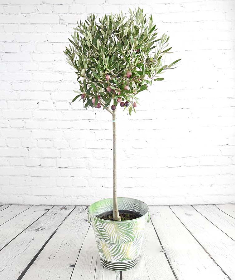 Large Olive Tree - Garden Shop Online