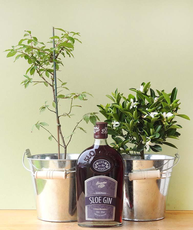 Sloe Gin Set - Garden Shop Online