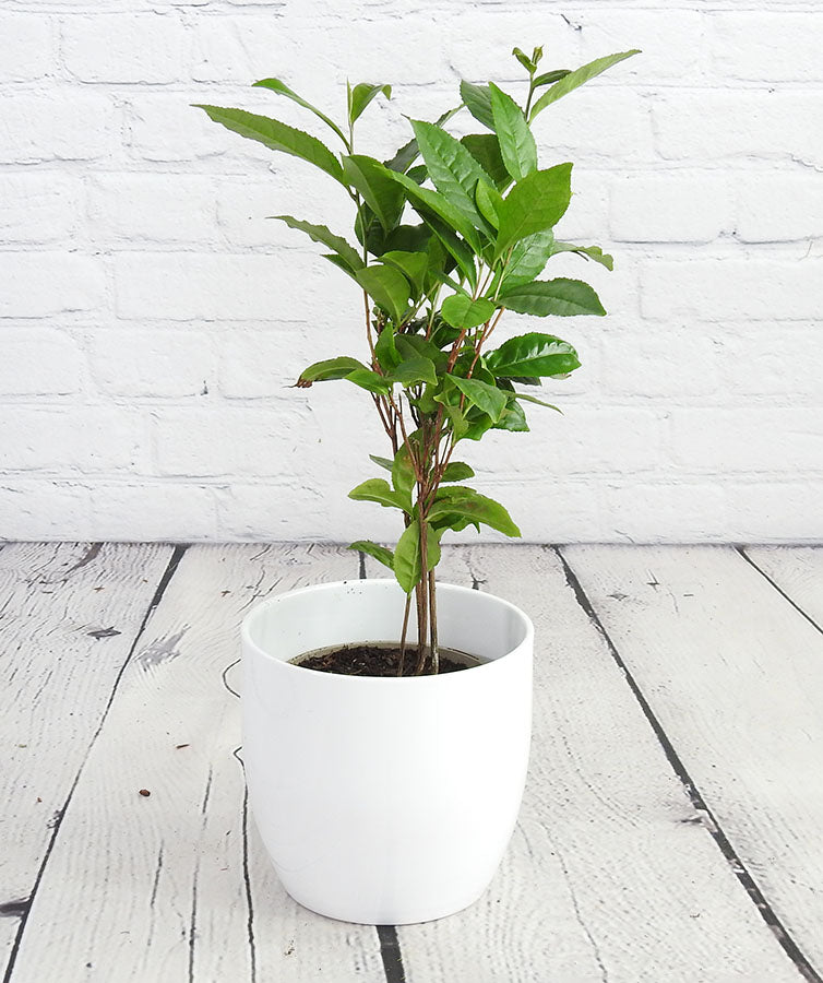 Tea Plant - Garden Shop Online