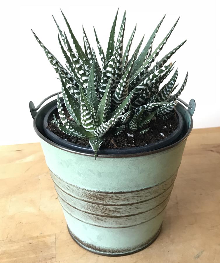 Zebra Plant - Garden Shop Online