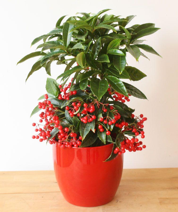 Coral Berry Plant