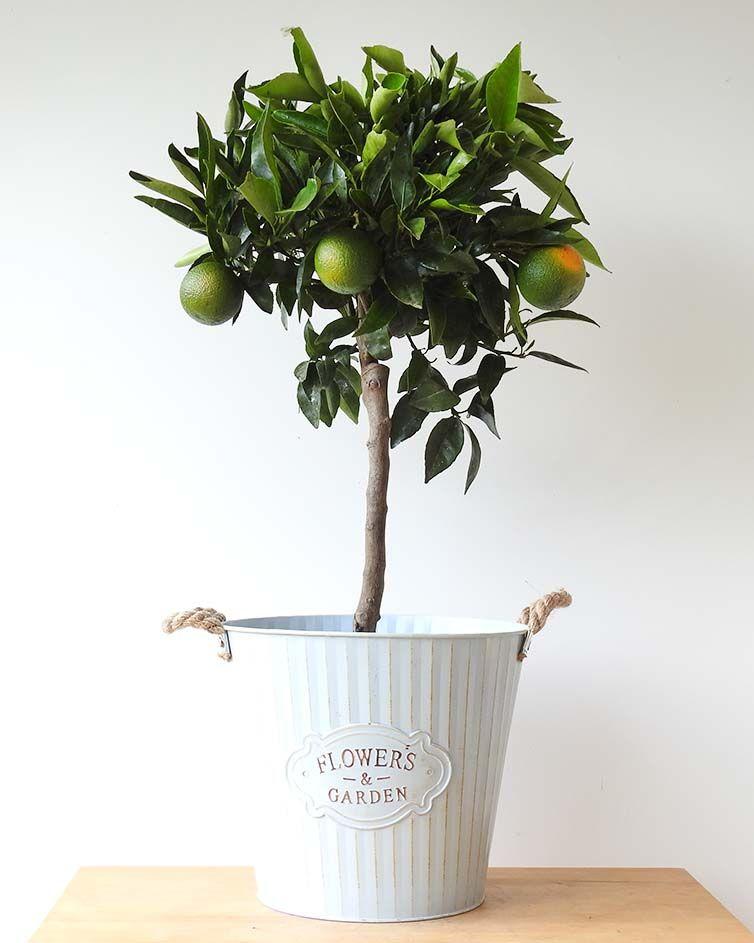 Large Clementine - Garden Shop Online