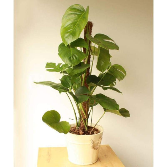 Large Cheese Plant - Indoor Plants