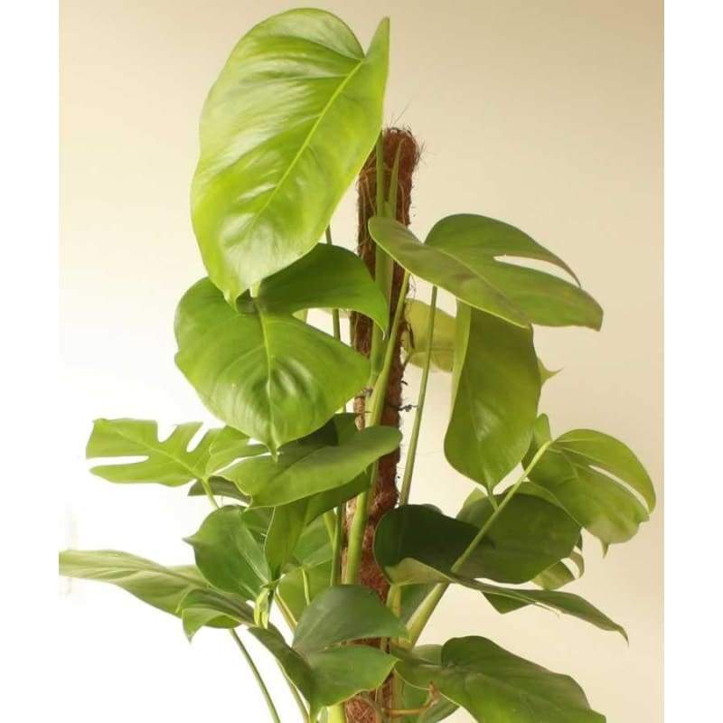 Large Cheese Plant - Indoor Plants