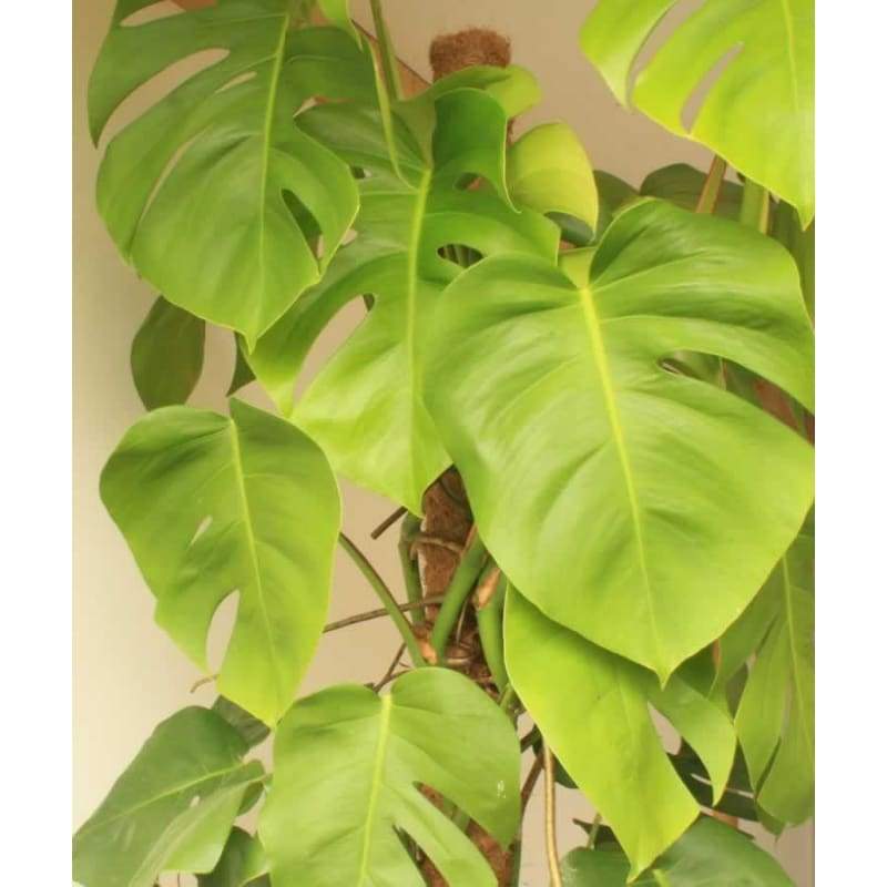 Large Cheese Plant - Indoor Plants