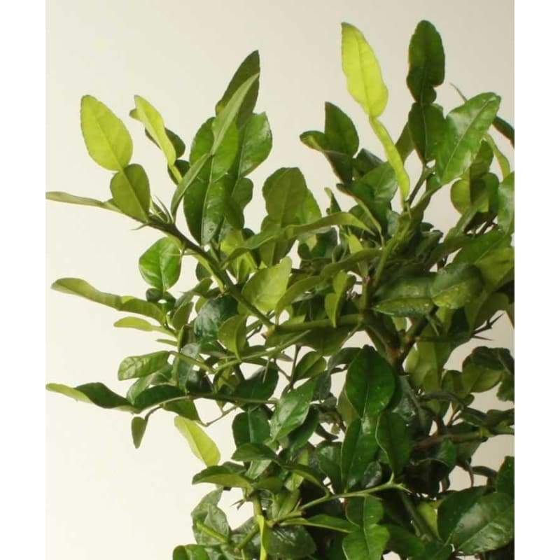 Large Kaffir Lime - Indoor Plants