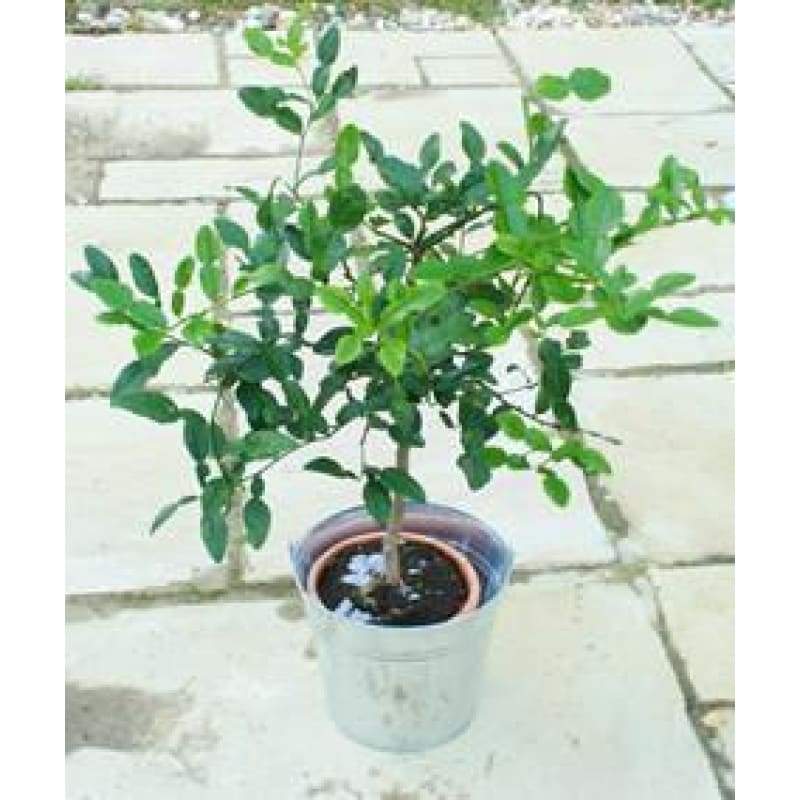 Large Kaffir Lime - Indoor Plants