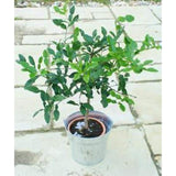Large Makrut or Kafir Lime Tree