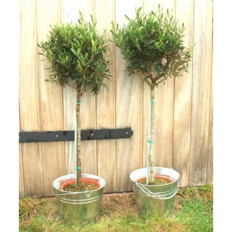 Pair Of Large Olive Trees - Garden Plants