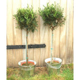 Pair of Large Olive Trees