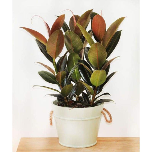 Rubber Plant - Indoor Plants